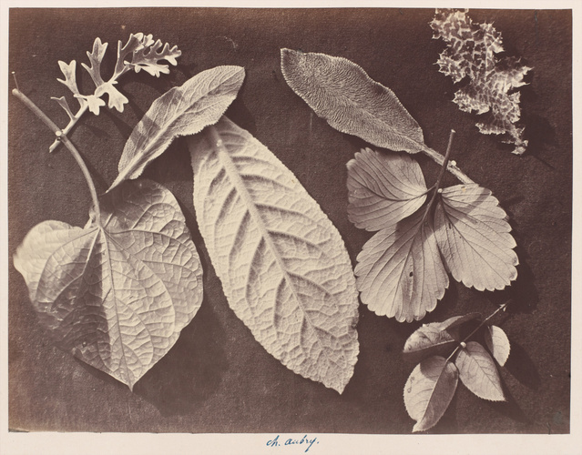 Charles Aubry - Feuilles