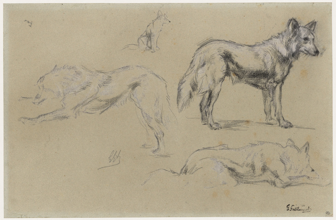 Gustave Guillaumet - Quatre études de chien-loup