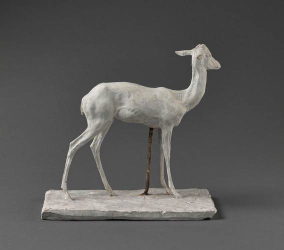 Grande gazelle