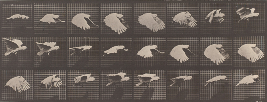 Eadweard Muybridge - Perroquet volant