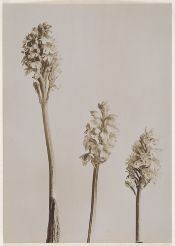 Anonyme - Trois tiges d'Orchis