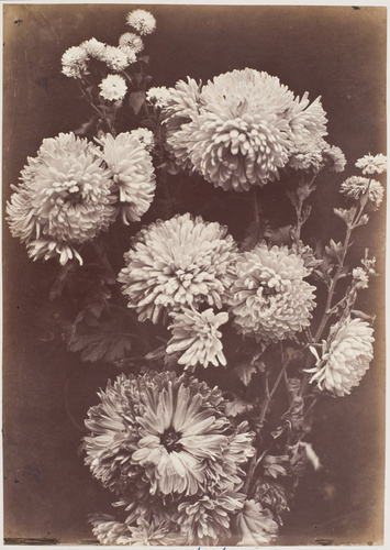Charles Aubry - Reines-marguerites