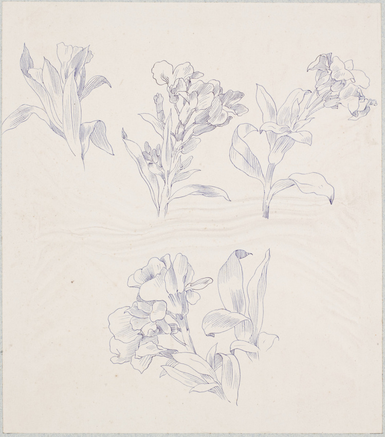 Claudius Popelin - Cinq études de fleurs et de feuilles de giroflée