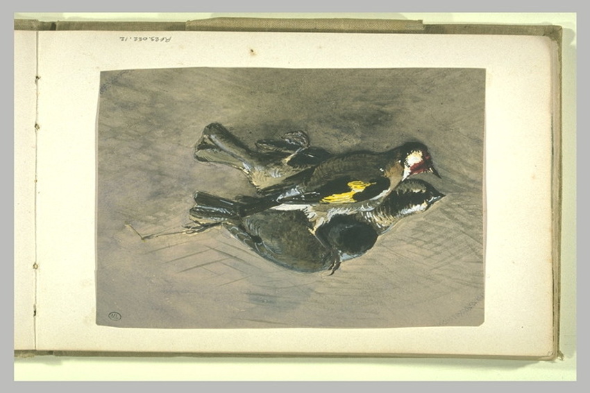 Anonyme - Deux oiseaux morts