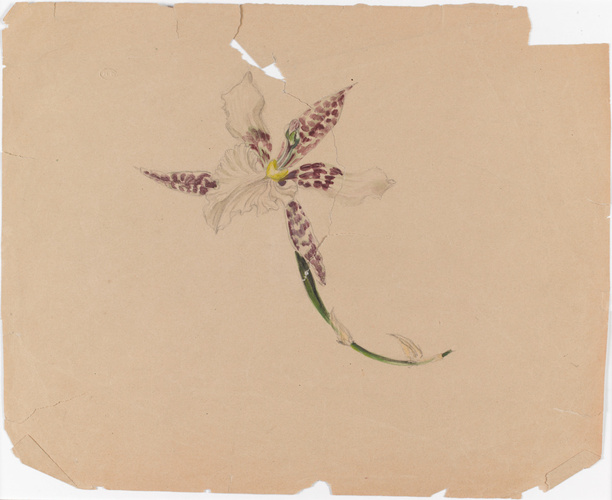Emile Gallé - Ophrys