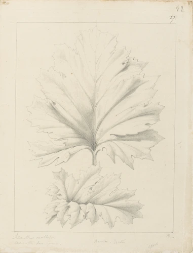 Etude de feuille d'acanthus mollis, acanthe sans épine - Victor Ruprich-Robert
