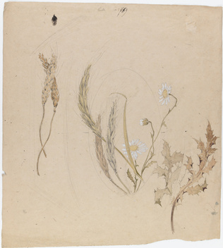 Emile Gallé - Décor pour une boîte : blé, orge, marguerites et houx
