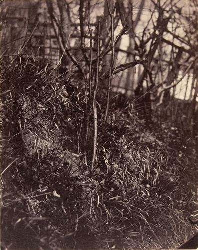 Achille Bonnuit - Un coin du jardin, avec arbres