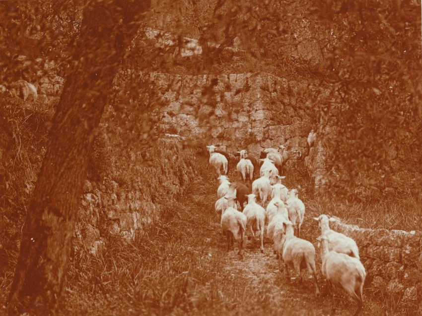 Un troupeau de moutons, en Provence ? - Charles Augustin Lhermitte