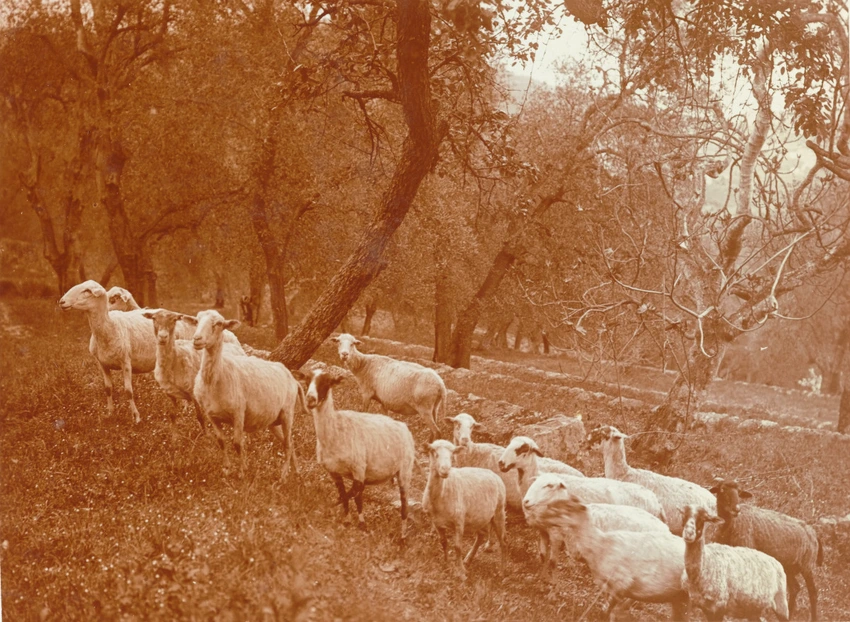 Charles Augustin Lhermitte - Un troupeau de moutons, en Provence ?