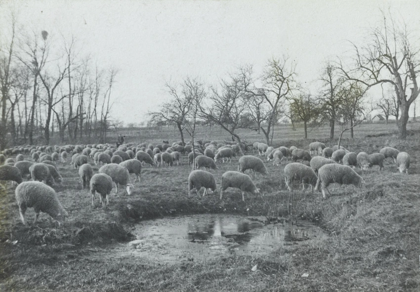 Charles Augustin Lhermitte - France, troupeau de moutons près d'une mare