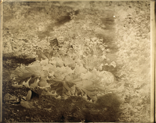Louis Robert - Plante en terre, salade ?