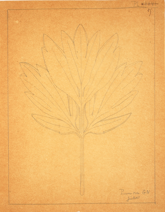 Victor Ruprich-Robert - Croquis de feuille de pivoine
