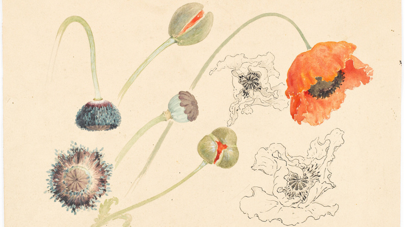 Emile Gallé, Coquelicot, entre 1863 et 1930 ©Musée d’Orsay, Dist. RMN-Grand Palais / RMN