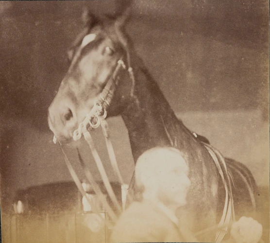 Modèle masculin et cheval, tête du cheval à gauche de l'image - Jacques De Lalaing