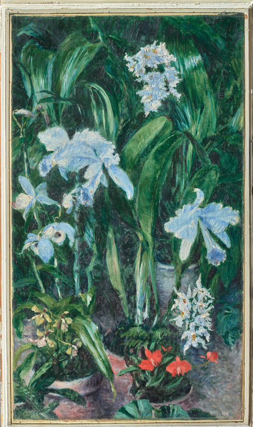 Orchidées à fleurs  blanches, Gustave Caillebotte (1848-1894)