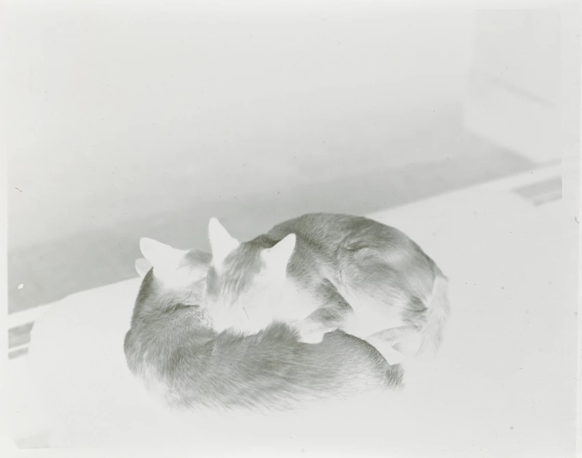 Les Chats de Suzanne Lalique ? - Paul Haviland