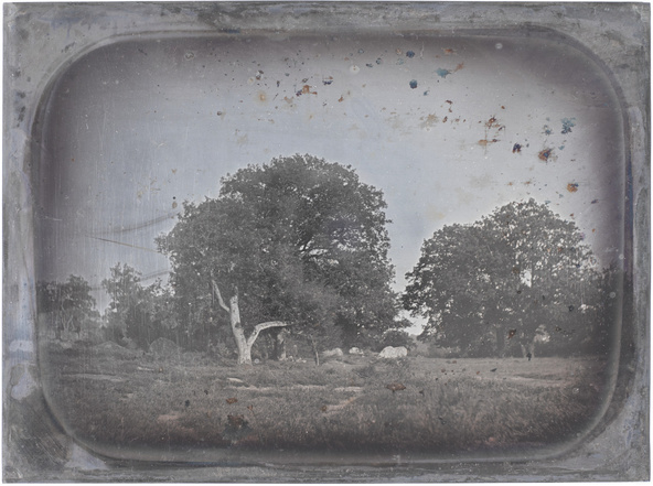 Anonyme-Grands chênes