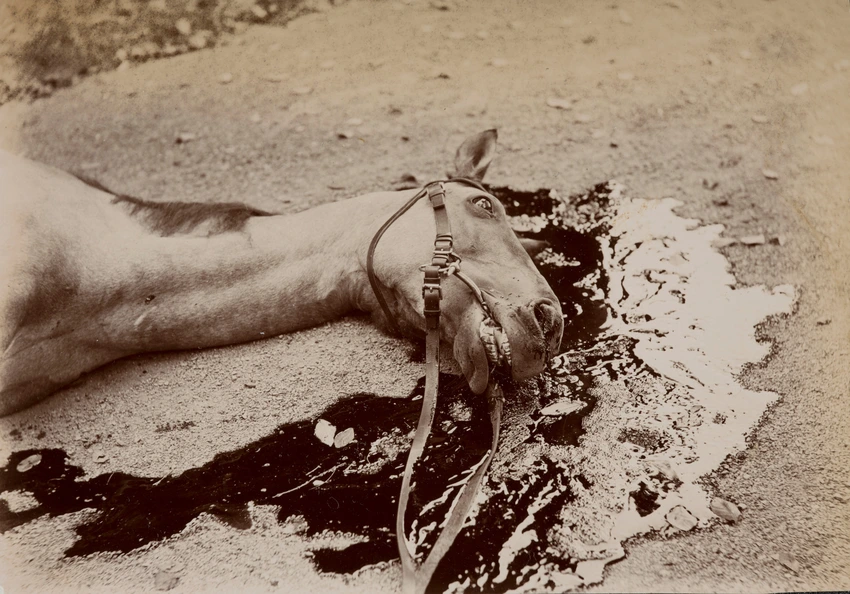 Cheval mort baignant dans son sang - Jacques De Lalaing