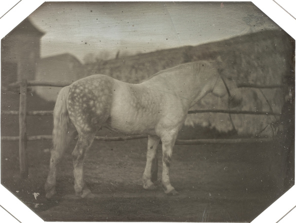Louis-Auguste Bisson-Etudes de chevaux : cheval blanc dans un enclos, 1844-48