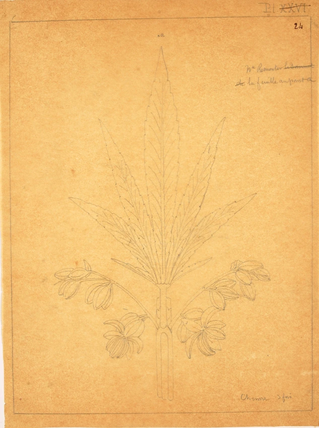 Croquis de feuille et de fleurs de chanvre (recto) ; Croquis de feuille de pivoine (verso) - Victor Ruprich-Robert