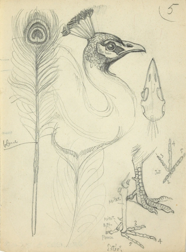 Pattes, plumes et têtes de paon de profil - Eugène Grasset