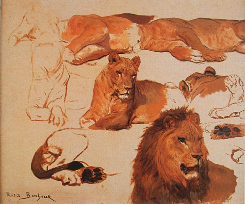 Huit études de lion et lionne et trois études de pattes - Rosa Bonheur