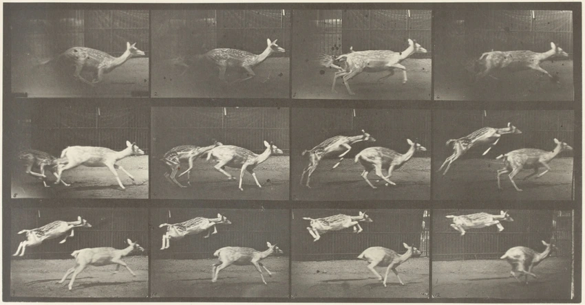 Biches, course et sauts - Eadweard Muybridge