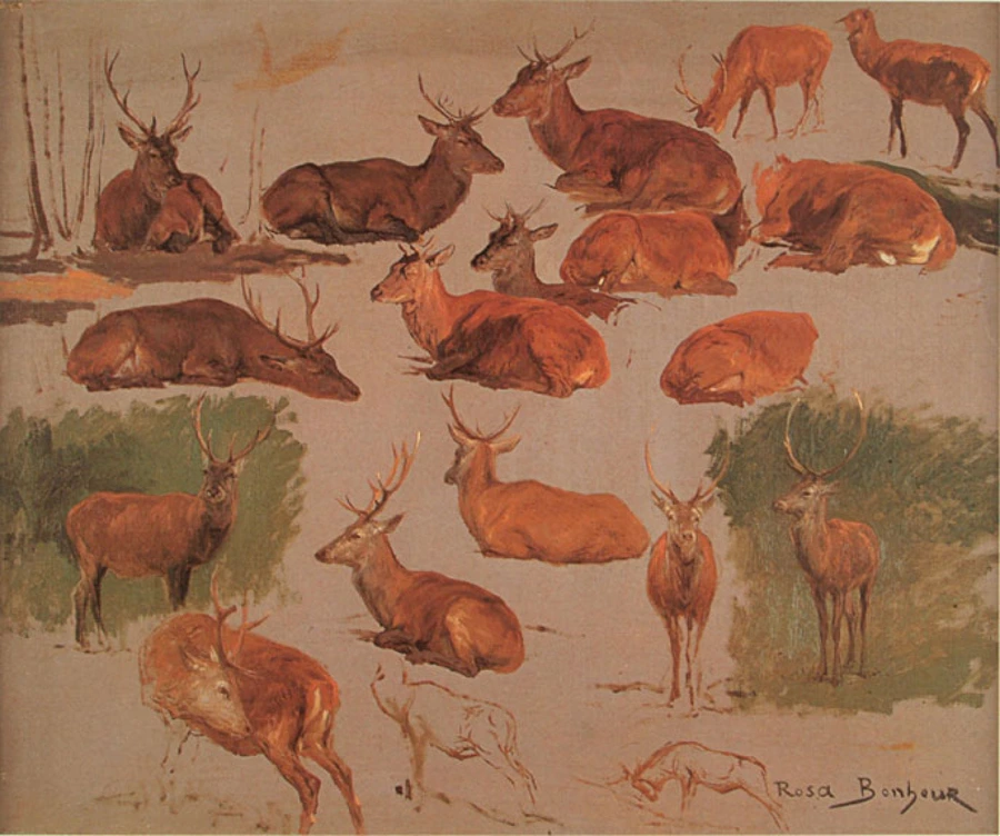 tableau, Rosa Bonheur, Dix-neuf études de cerfs, entre 1822 et 1899