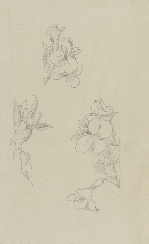 Trois études de fleurs de giroflée - Claudius Popelin