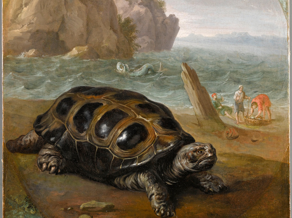 Une tortue de la mer