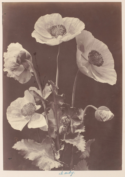 Charles Aubry-Pavots
