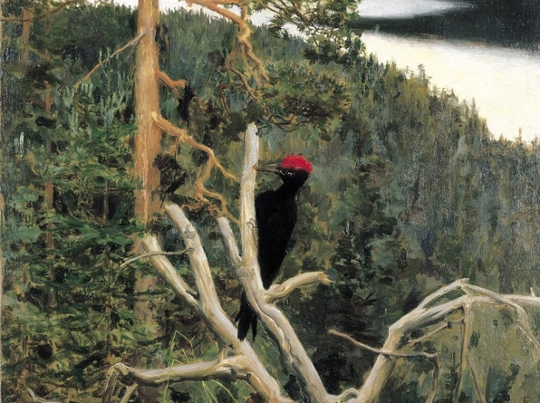 Palokärki (Black Woodpecker)