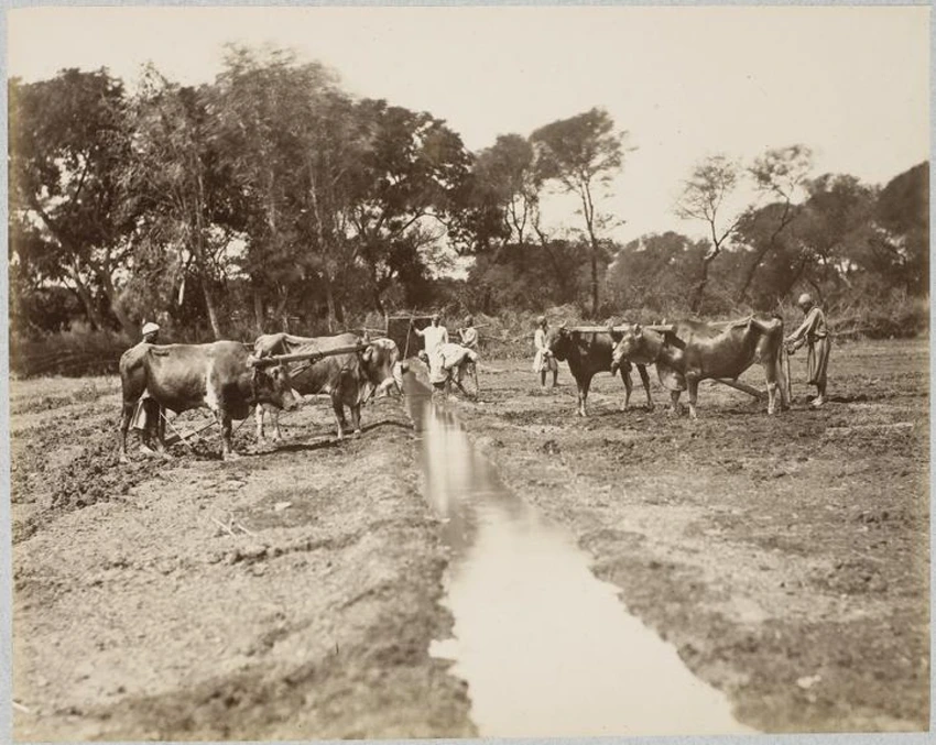 Boeufs au labour dans un champ avec canal d'irrigation - Emile Béchard