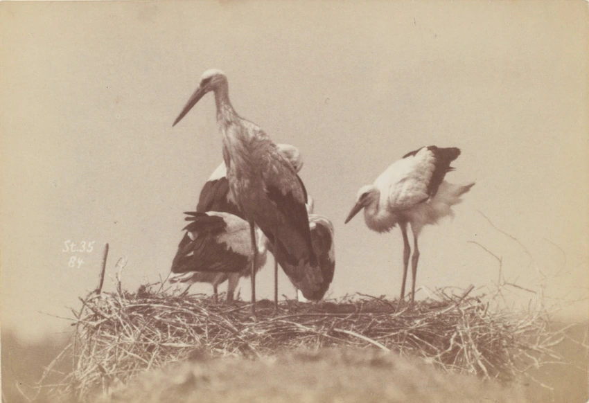 Oiseaux dans un nid - Ottomar Anschutz