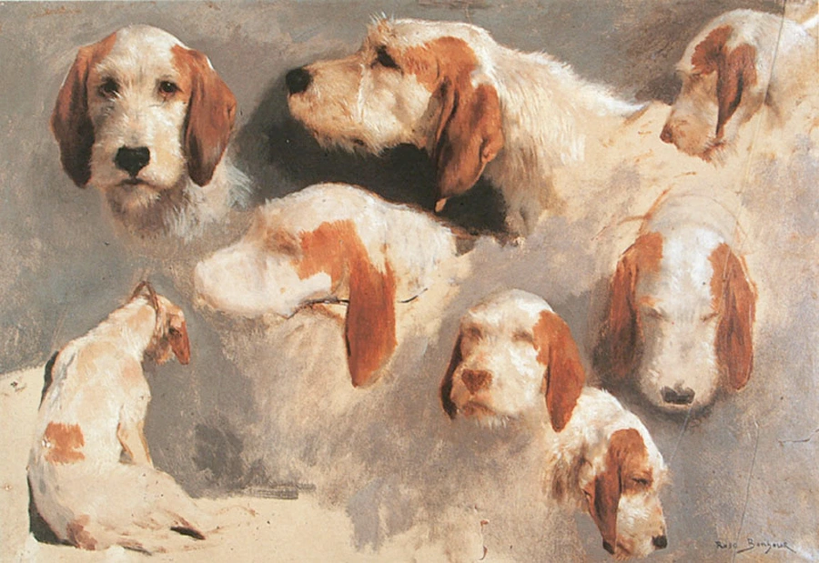 tableau, Rosa Bonheur, Sept études de têtes de chiens courant et un chien courant vu de dos, entre 1822 et 1899