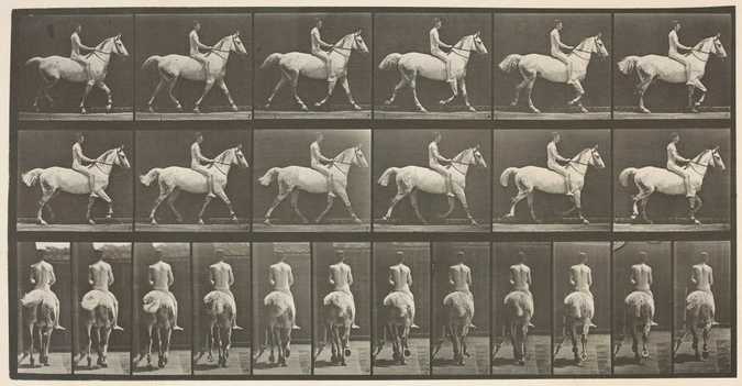 Cheval blanc au pas, chronophotographies - Eadweard Muybridge