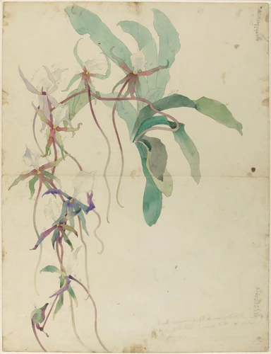 Ophrys et modèle de vase - Emile Gallé