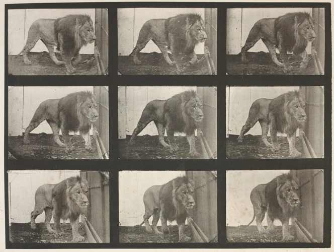 Lion en cage - Eadweard Muybridge