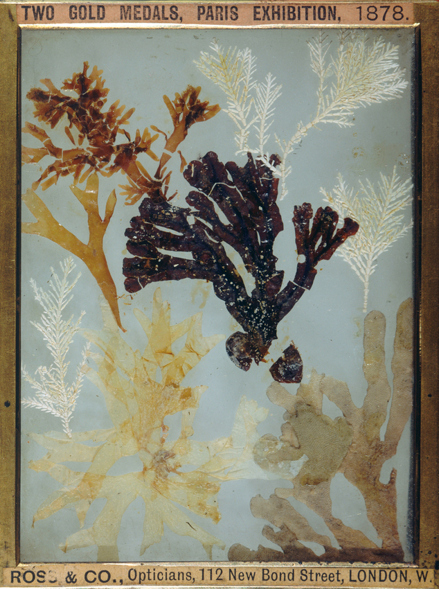 Algues, composition de plantes utilisées par Talbot pour les "Photogenic Drawings" (1834) et "The Pencil of Nature" (1844) - Anonyme