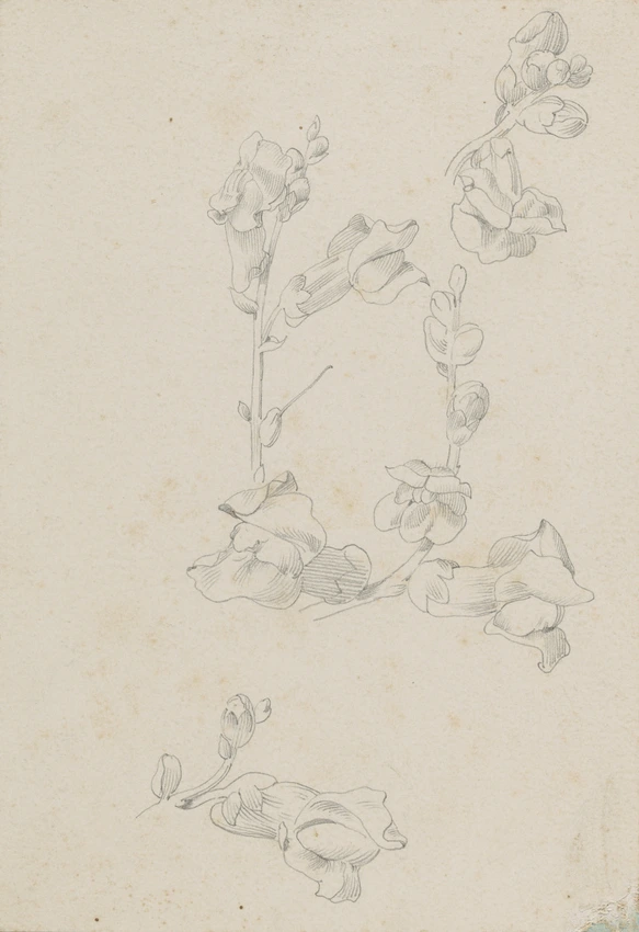 Trois études de fleurs de muflier - Claudius Popelin