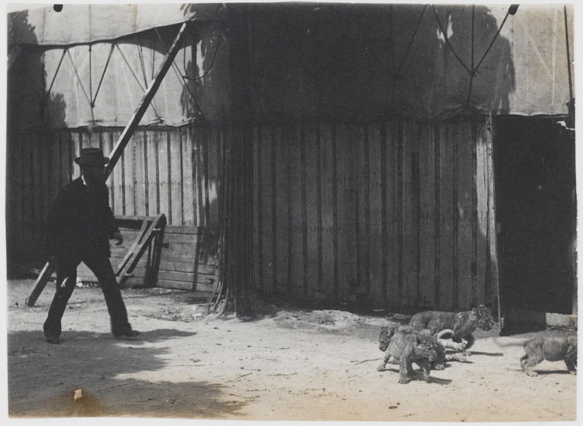 Hippodrome de l'Alma, lionceaux dans la ménagerie - Albert Londe
