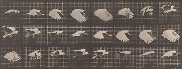 Edward Muybridge-Perroquet volant