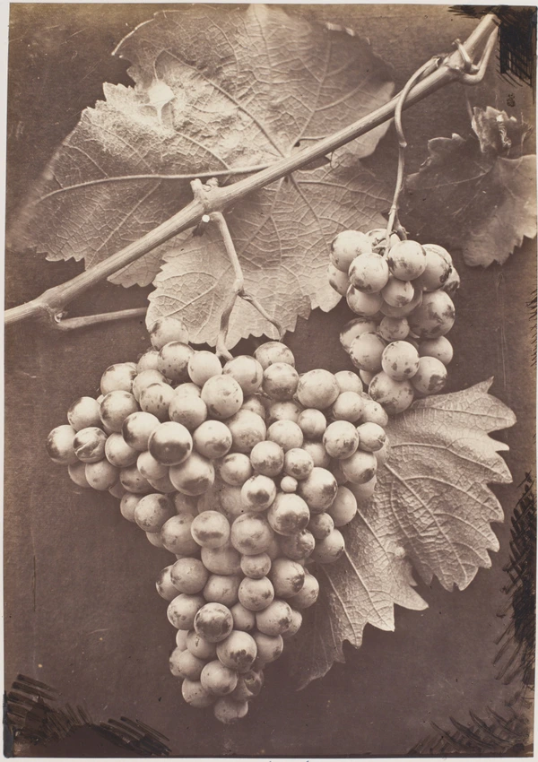 Grappe de raisins - Charles Aubry