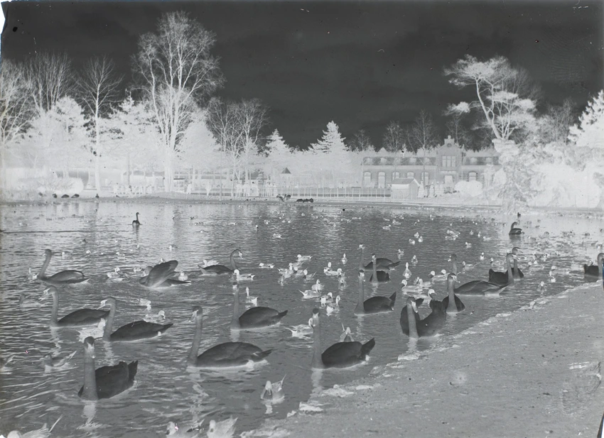 Plan d'eau avec cygnes et canards, jardin d'acclimatation - Henri Lemoine