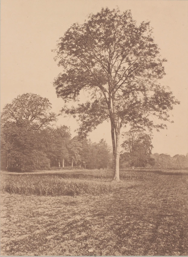 Paysage avec arbres en hauteur - Arthur Algernon Taylor