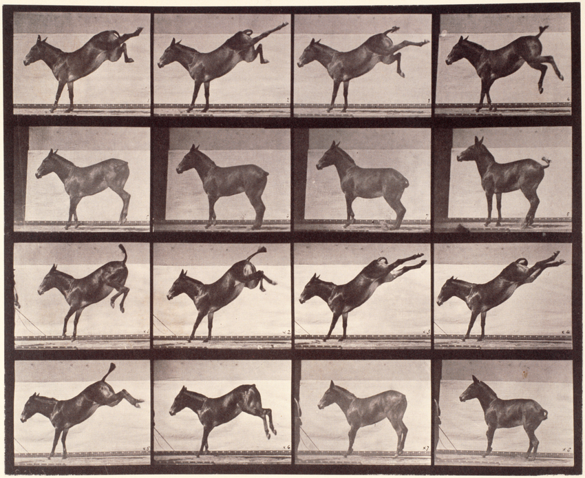 Chronophotographie : Ruade d'un âne - Eadweard Muybridge