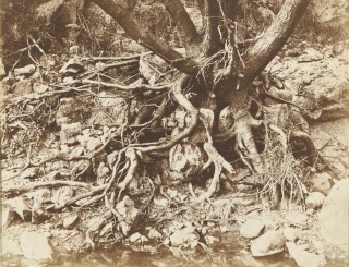 Hugh Owen-Arbres avec enchevêtrement de racines