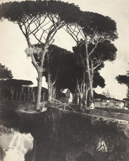 Giacomo Caneva (attribué à)-Pins de Castelfusano dit aussi Jardin de la Villa Doria Pamphili à Rome