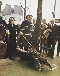 Photographie par Patrice Habans, Paris-Match n°1055, 26 juillet 1969-Salvador Dali sortant du sous-sol du subconscient tenant en laisse un tamanoir romantique, l'animal qu'André Breton avait choisi comme ex-libris